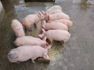 Vând purcei pentru Craciun - imagine 3