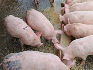 Vând purcei pentru Craciun - imagine 2