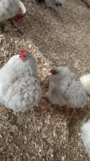 Vând găini cochinchina pitic lavandă  - imagine 2