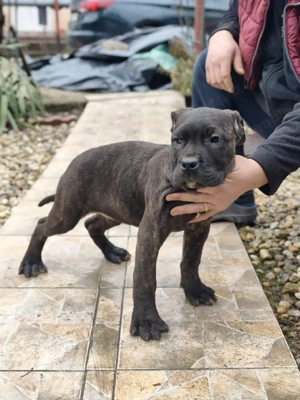 catei presa canario - imagine 3