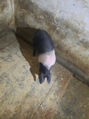 Purcea bazna de vânzare 