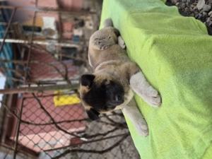 Akita american de 9 săptămâni - imagine 4