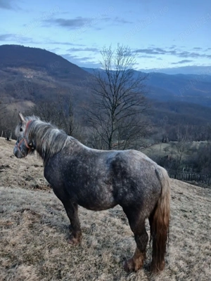 Vand cal si iapa. - imagine 5