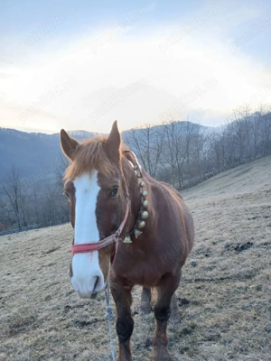 Vand cal si iapa. - imagine 4