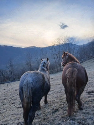 Vand cal si iapa. - imagine 2