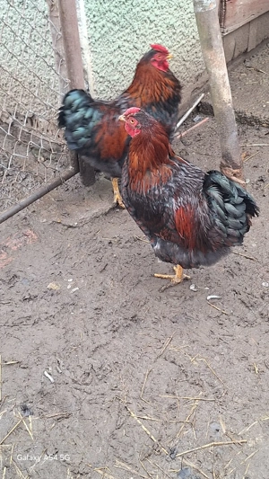 Cocos de vânzare  - imagine 3