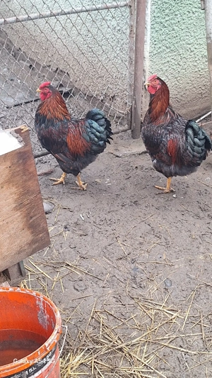 Cocos de vânzare  - imagine 5