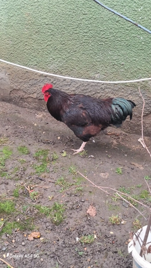 Cocos de vânzare  - imagine 2