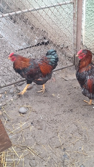 Cocos de vânzare  - imagine 4