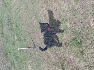 vand catei de intors oile si vacile garantati - imagine 5