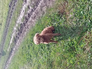 vand catei de intors oile si vacile garantati - imagine 3