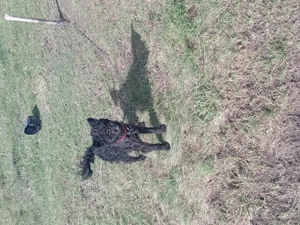 vand catei de intors oile si vacile garantati - imagine 4