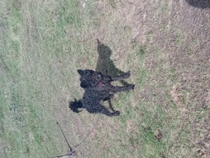 vand catei de intors oile si vacile garantati - imagine 2