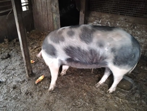 Porc gras 150kg - imagine 3