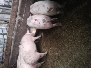 porcii și soldani  - imagine 3