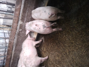 porcii și soldani  - imagine 4