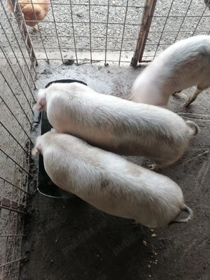 Porcii de Vânzare  - imagine 2