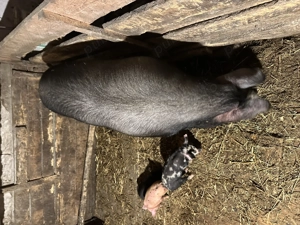 Scroafa cu purcei  - imagine 2