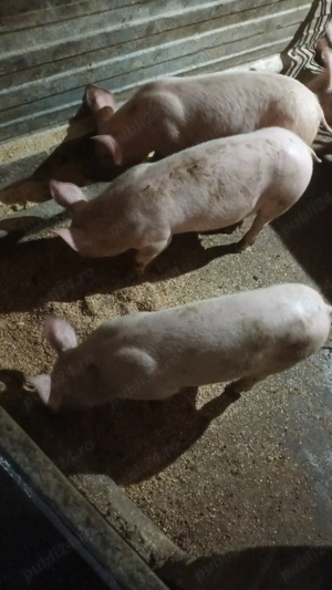 Vand purcei - imagine 3