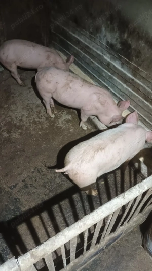 Vand purcei - imagine 2