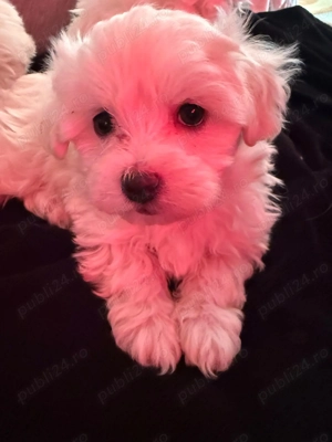 Câini bishoni maltez - imagine 4