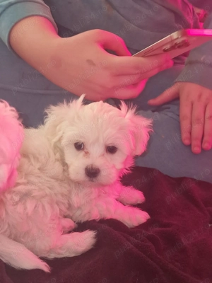 Câini bishoni maltez - imagine 2