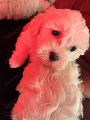 Câini bishoni maltez