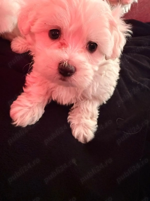 Câini bishoni maltez - imagine 3