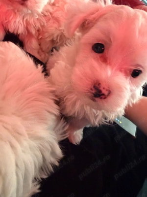 Câini bishoni maltez - imagine 5