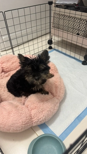 Yorkshire terrier mascul