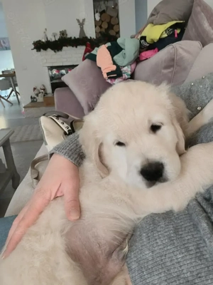 Mascul superb 2 luni Golden Retriever - imagine 2