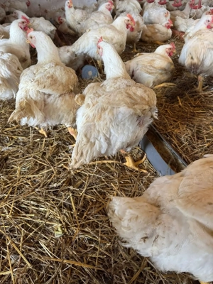 Vând pui de carne 3 kg bucata  - imagine 2