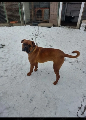 De vânzare, Pereche  Boxeri  