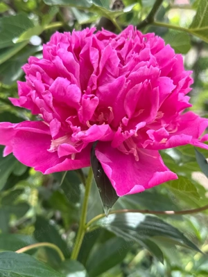 Bambus, bujori radacina rezistenți la ger.