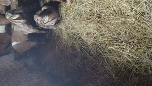 Tapisori anglo nubiene - imagine 4