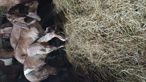 Tapisori anglo nubiene - imagine 3