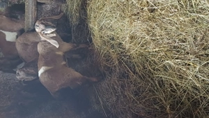 Tapisori anglo nubiene - imagine 2