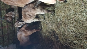 Tapisori anglo nubiene - imagine 5