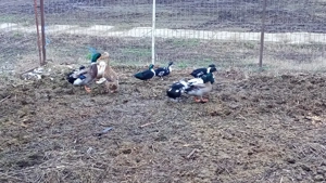 vand  sau schimb rate pitică olandeza si rate macanitoare  - imagine 3