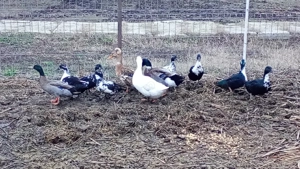 vand  sau schimb rate pitică olandeza si rate macanitoare 