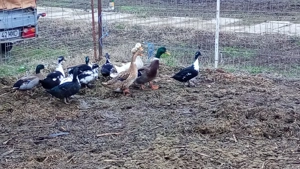 vand  sau schimb rate pitică olandeza si rate macanitoare  - imagine 2