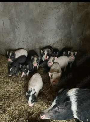 vand purcei vietnamezi - imagine 3