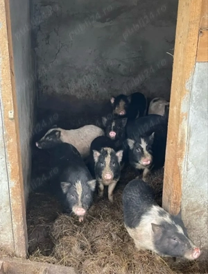 vand purcei vietnamezi - imagine 2