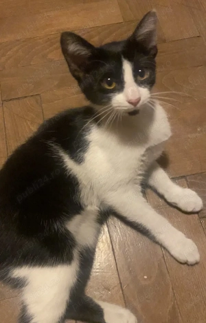 Masha, psiciuta spre adoptie