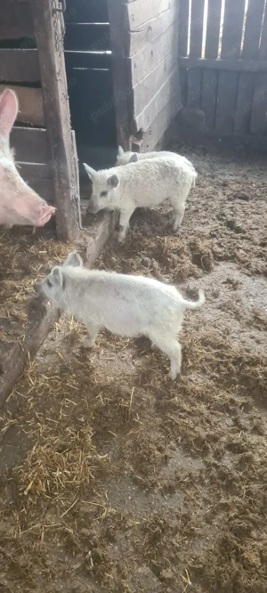 grasuni mangalita - imagine 2