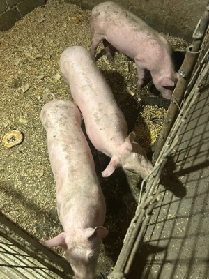 porci de vânzare  - imagine 2