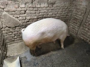 Porc de vanzare - imagine 2