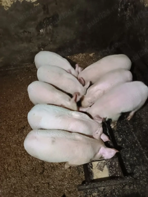 Vand purcei - imagine 3