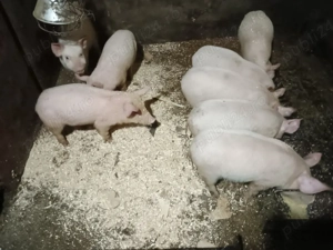 Vand purcei - imagine 2