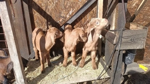 Vând ieduț metis anglo-nubien  - imagine 2